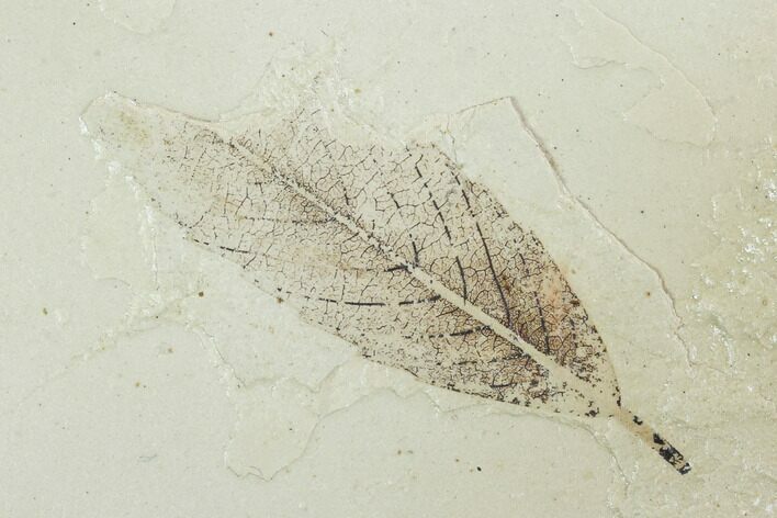 Fossil Leaf (Cedrelospermum) - Green River Formation, Utah #99767